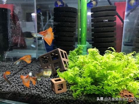 孔雀魚要養幾隻|來養魚吧！孔雀魚新手入門教學！